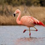 جوجه‌آوری هزاران فلامینگو در تالاب شادگان