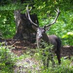 محیط زیست مازندران اعلام کرد: تعیین جنگل های هیرکانی شمال به عنوان مناطق ممنوعه شکار