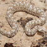 تکامل یافته‌ترین مار افعی جهان در ایران