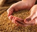 خرید تضمینی ۱۰ میلیون تن گندم