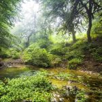 بندرگز پیوندگاه طبیعت و دریا