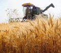 قیمت منطقی گندم برای سال زراعی جدید ۲۵ هزارتومان است