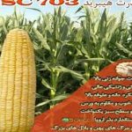 صادرات بذر ذرت هیبرید به ۵ کشور