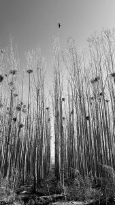 عکس از نیر قلیزاده