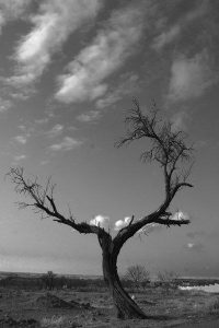 عکس از نیر قلیزاده