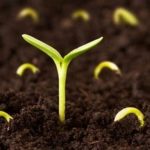 این بذرها در برابر کم آبی مقاوم اند