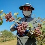صادرات پسته ایران از محاصره عبور می‌کند