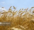 «طرح اعتباری گندم» برای گندمکار کارایی ندارد