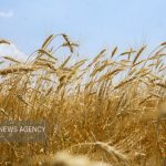 «طرح اعتباری گندم» برای گندمکار کارایی ندارد