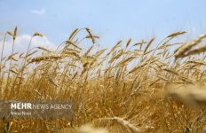 «طرح اعتباری گندم» برای گندمکار کارایی ندارد